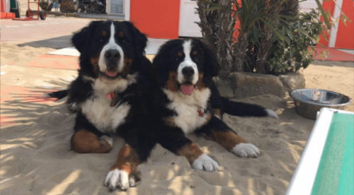 spiaggia per cani rimini romagna bagno 84